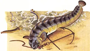 Wolffish: Wolffish, Anarhichas lupus
