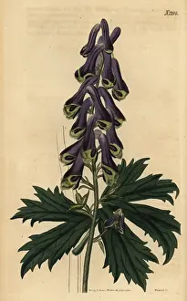 Bane: Wolf's bane, Aconitum moldavicum