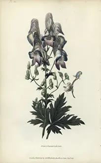 Bane: Wolf's bane, Aconitum variegatum
