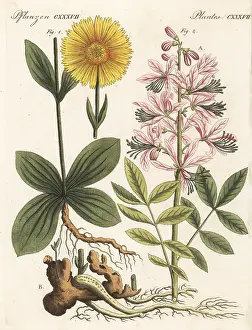 F. Gotz: Wolf's bane and dittany plants