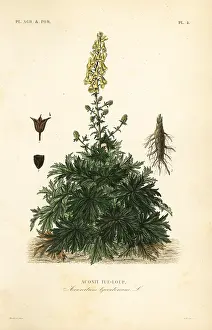 Maubert: Wolf's bane or wolfsbane, Aconitum