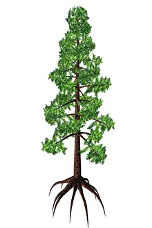 Slender: Wollemia coniferous tree, white background