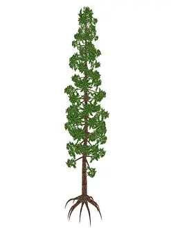 Slender: Wollemia nobilis prehistoric tree