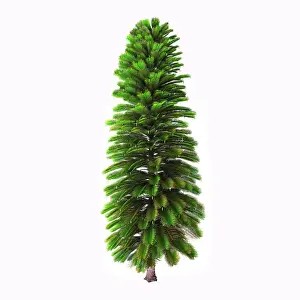 Slender: Wollemia nobilis tree on white background
