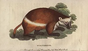 Glutton: Wolverene or glutton, Gulo gulo