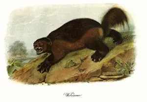 Sloping: Wolverine