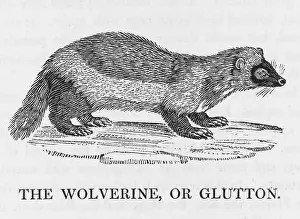 Buffon: WOLVERINE / GLUTTON