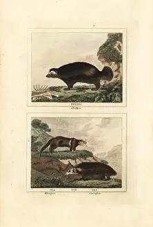 Glutton: Wolverine and kinkajou