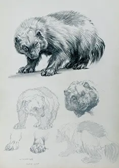 Sheppard: Wolverine Studies