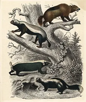 Stink: Wolverines, skunk and stink badger