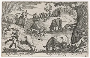 Helpless: WOLVES ATTACK LIVESTOCK