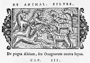 Confronting: Wolves attacking elks in Scandinavia