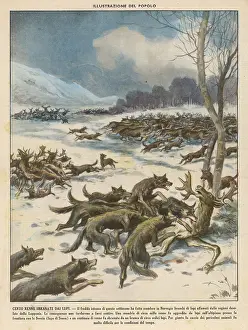 Herds: Wolves attacking reindeer herds in Norway