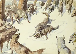 Wolves: Wolves fighting