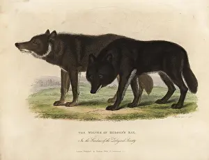 Smellie: Wolves of Hudson Bay, Canis lupus