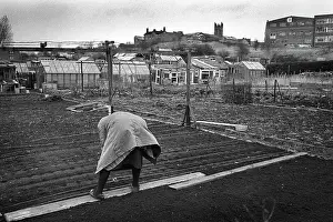 Onion: Woman on allotment - 2