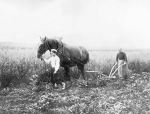Plowing: Woman and boy at field work, 1917