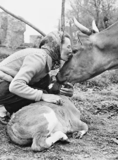 Rescuer: Woman with cow and calf