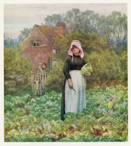 Cabbages: WOMAN CUTS CABBAGES