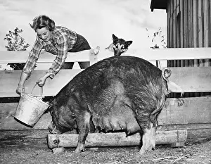 Sows: Woman feeding pig