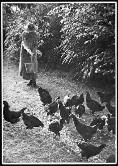 Handfuls: WOMAN FEEDS CHICKENS