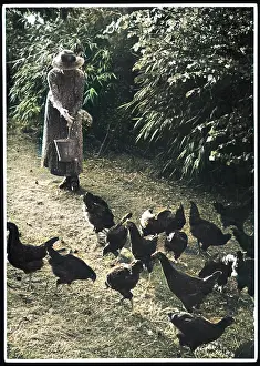 Handfuls: WOMAN FEEDS CHICKENS