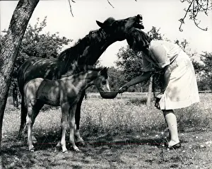 Impatiently: Woman feeds foal while mare neighs