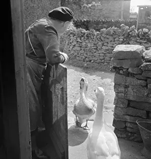 Bampton: Woman And Geese