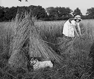 Stook: Woman harvesting in a field of corn