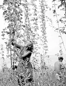 Depends: Woman harvests hops
