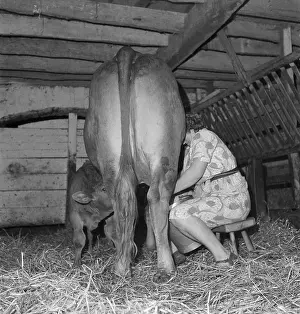 Woman milking cow