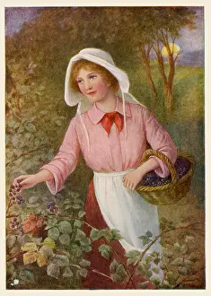 Blackberries: Woman picking berries
