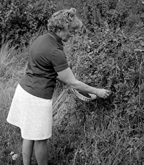 Raspberries: Woman picking fruit