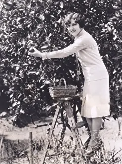 Freshness: Woman picking oranges from a tree
