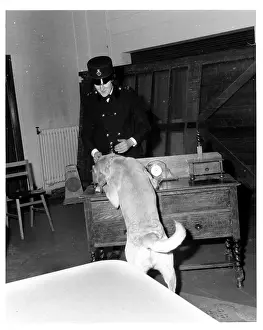 Searching: Woman police dog handler with drug sniffer dog, London