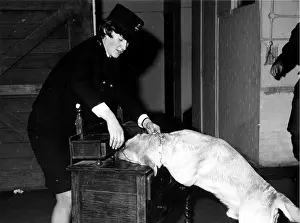 Searching: Woman police dog handler with drug sniffer dog, London