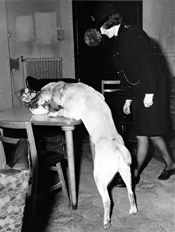Searching: Woman police dog handler with drug sniffer dog, London