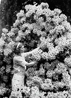 Rhododendron: Woman and Rhododendron