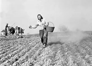 Seeding: Woman seeds - seeding field