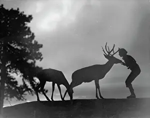 Sequoia: Woman talking to deer