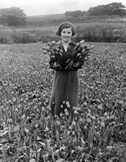 Scilly: A woman with tulips on the Scilly