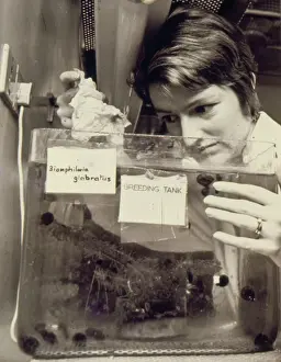 Thermometer: Woman at work, Snail Research Centre
