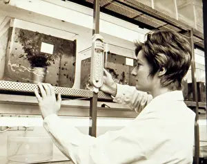 Thermometer: Woman at work, Snail Research Centre