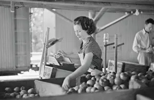 Mydans: Woman - Worker - Vegetables - Occupations