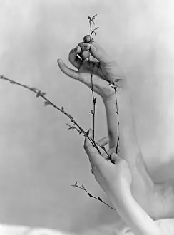 Fingers: Woman's hands with a spring branch