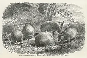 Wombat: WOMBAT 1864