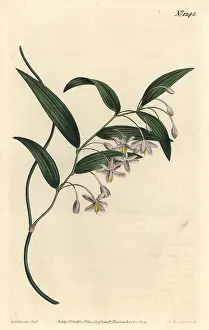 Wombat: Wombat berry, Eustrephus latifolius