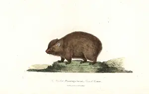 Ursinus: Wombat, Vombatus ursinus