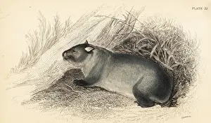 Volume Xi: Wombat, Vombatus ursinus