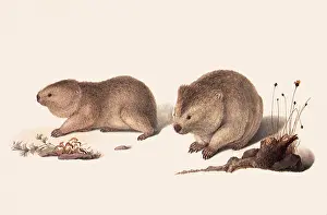 Ursinus: Wombats, Vombatus Ursinus